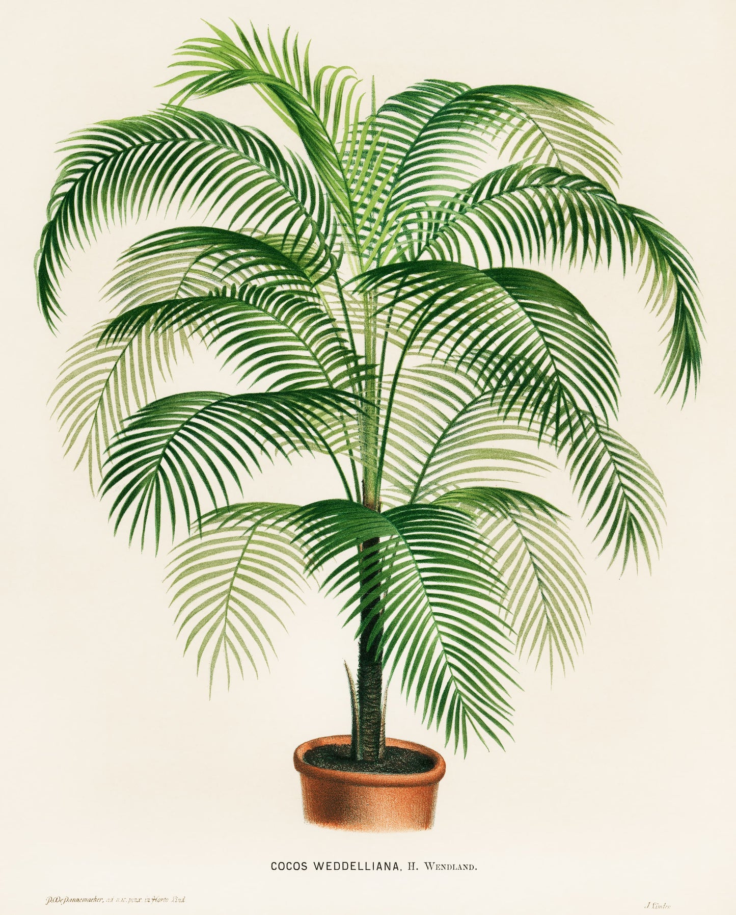Illustration of a potted Cocos weddelliana plant on a beige background