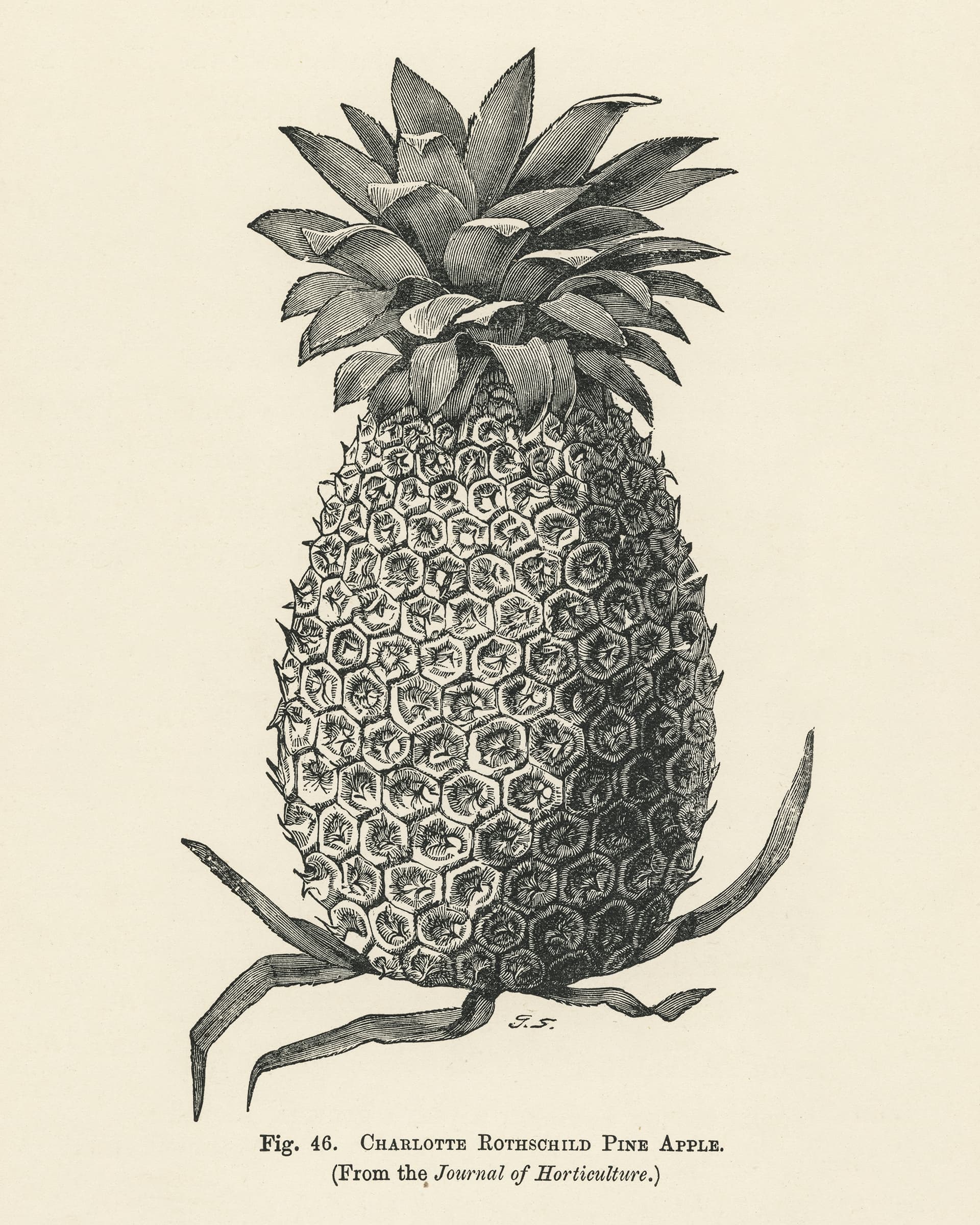 Vintage illustration of a pineapple on a beige background