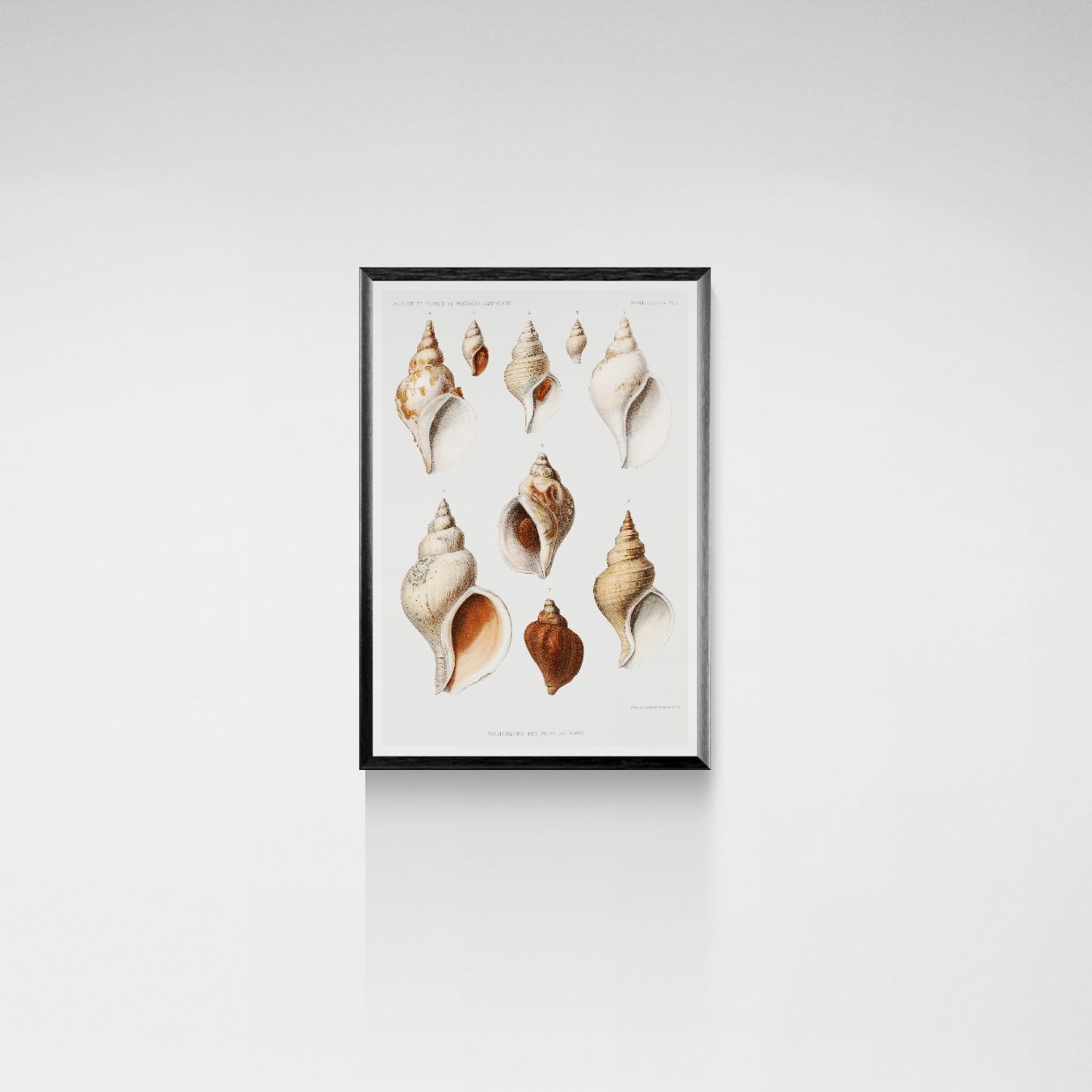 Framed artwork of various shells on a white background