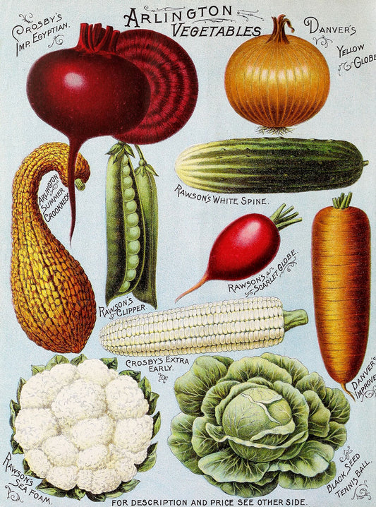 Illustration of various vegetables with labels on a light blue background
