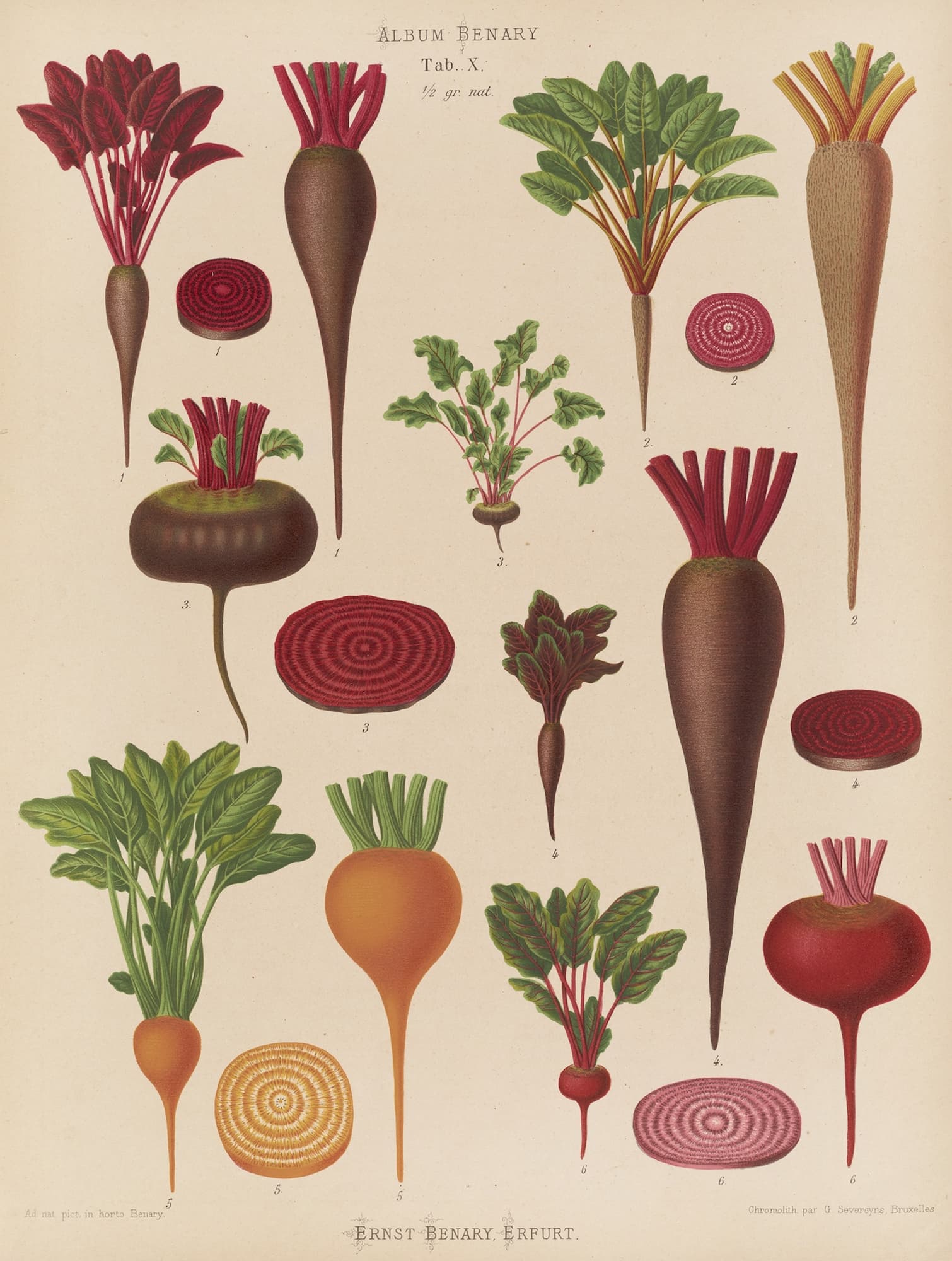 Illustration of various beetroot varieties on a beige background