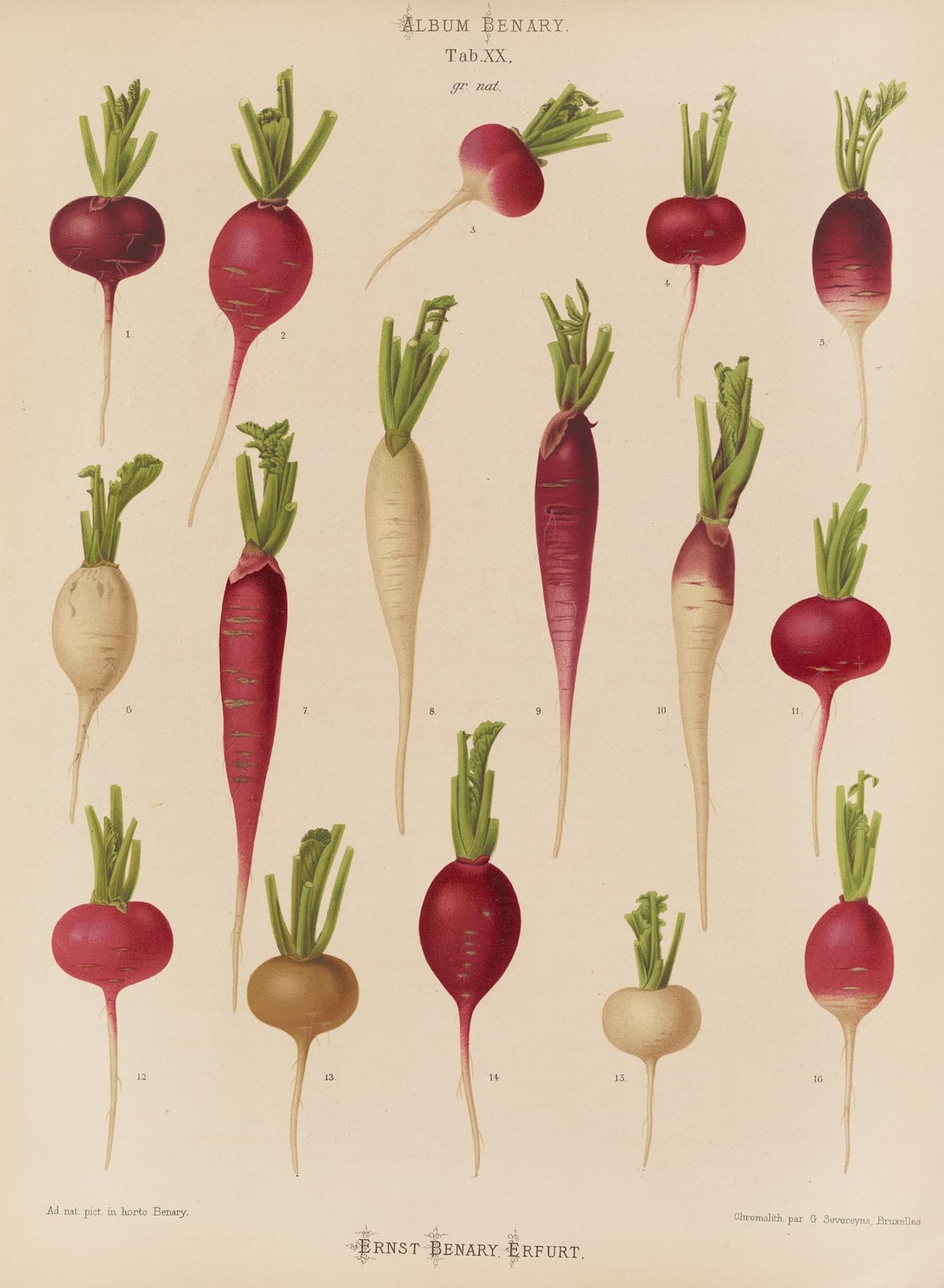 Illustration of various radishes on a beige background