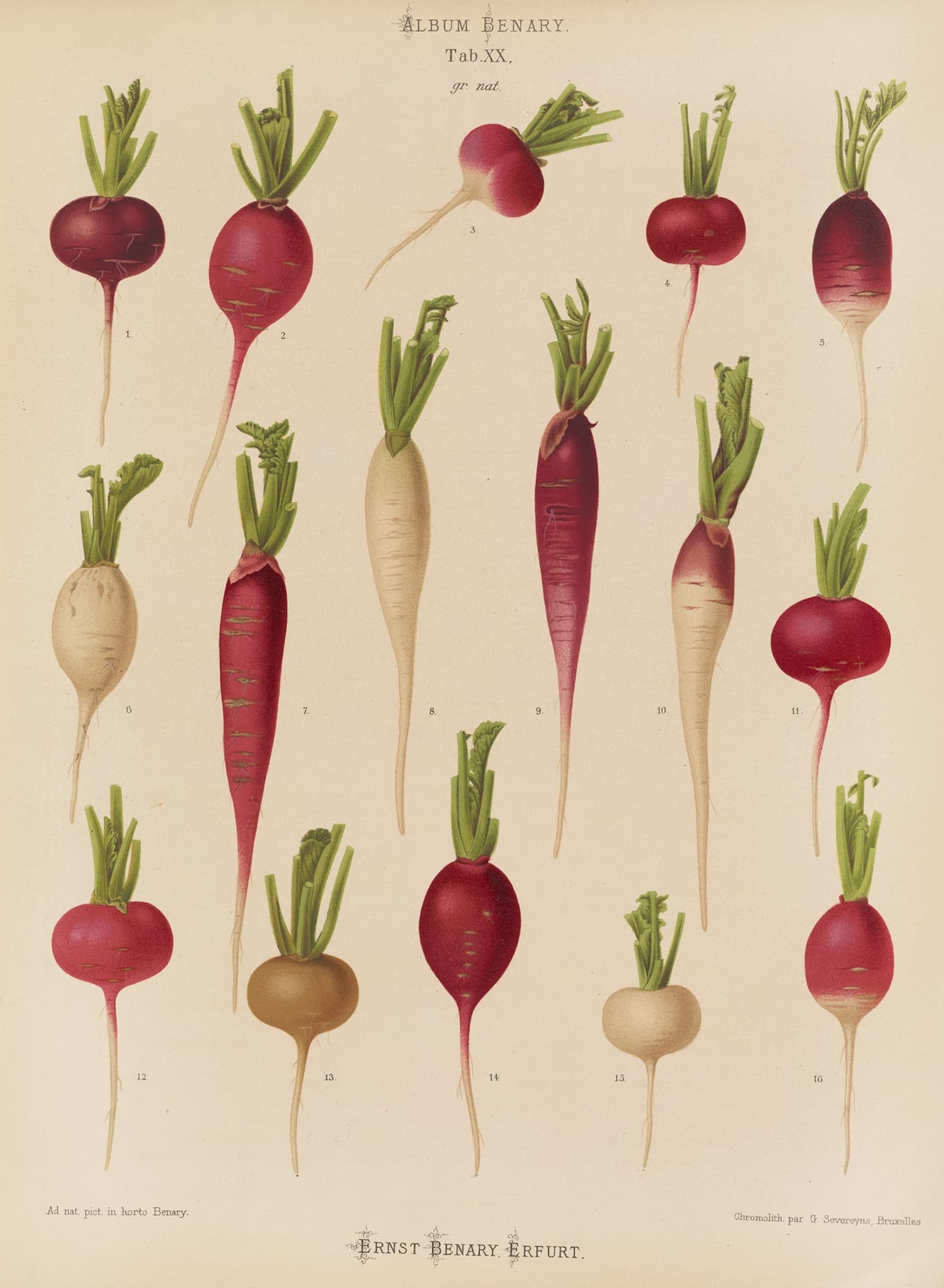 Illustration of various radishes on a beige background