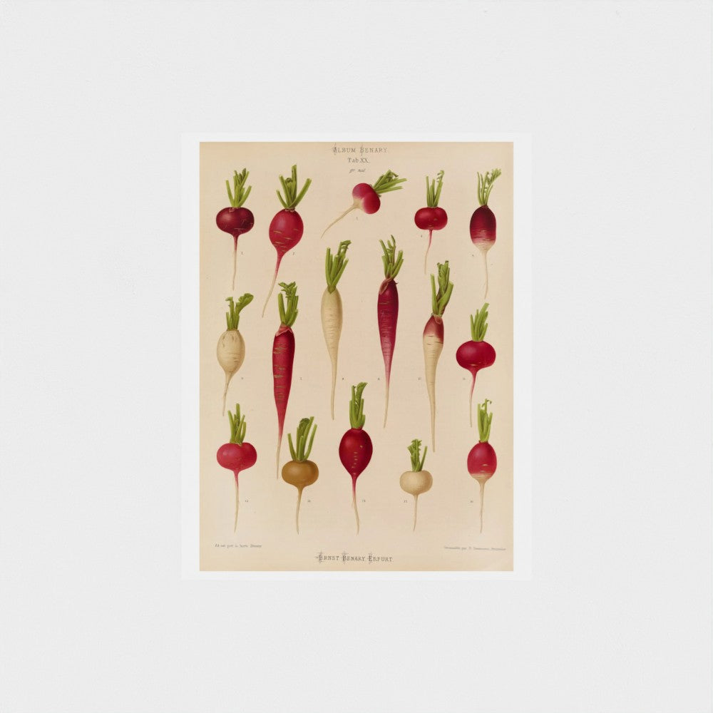 Illustration of various radishes on a beige background