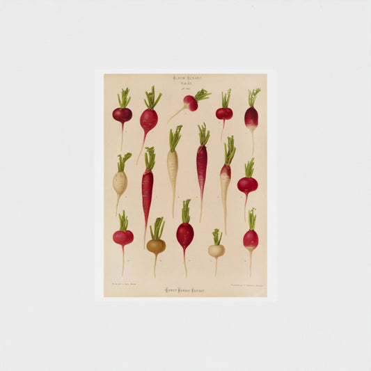 Illustration of various radishes on a beige background