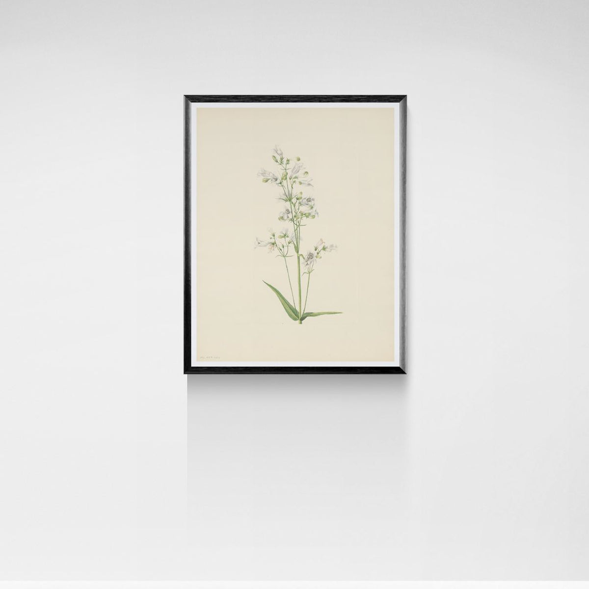 Framed botanical print of a plant on a white wall