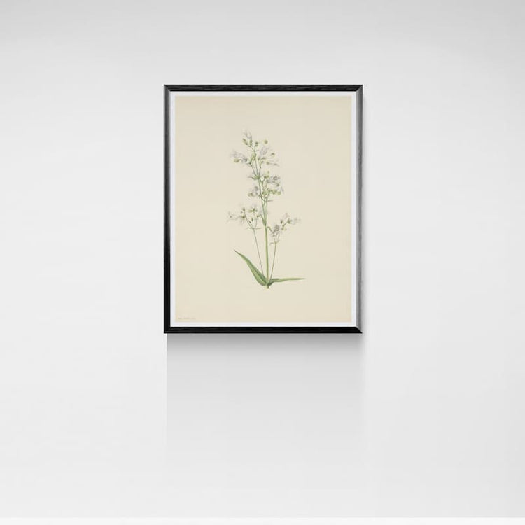 Vintage wildflower prints - Mary Vaux Walcott White Penstemon 1920s Botanical Giclée