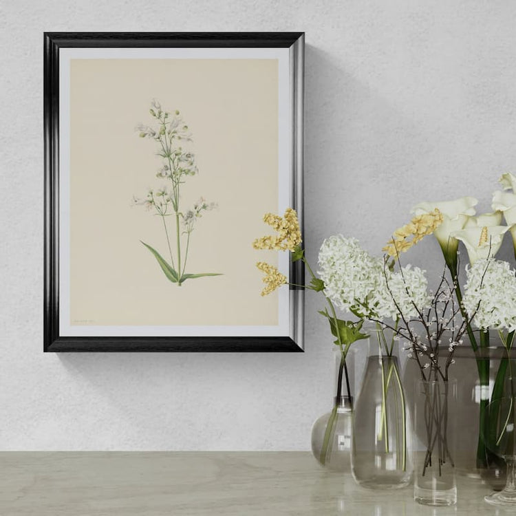 Vintage wildflower prints - Mary Vaux Walcott White Penstemon 1920s Botanical Giclée