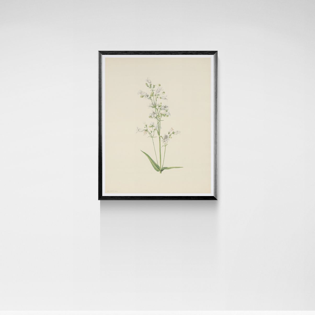 Framed botanical print of a plant on a white wall