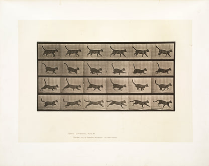 "A cat running" (1800s) | Eadweard Muybridge print