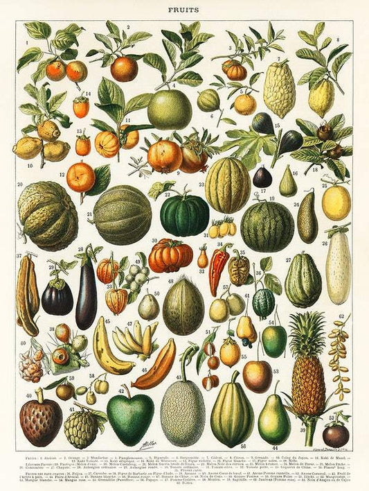"Fruits and vegetables" vintage print (1890s) Posters, Prints, & Visual Artwork The Trumpet Shop   