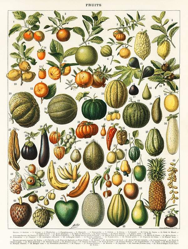 Vintage vegetable print (1890s) Posters, Prints, & Visual Artwork The Trumpet Shop   