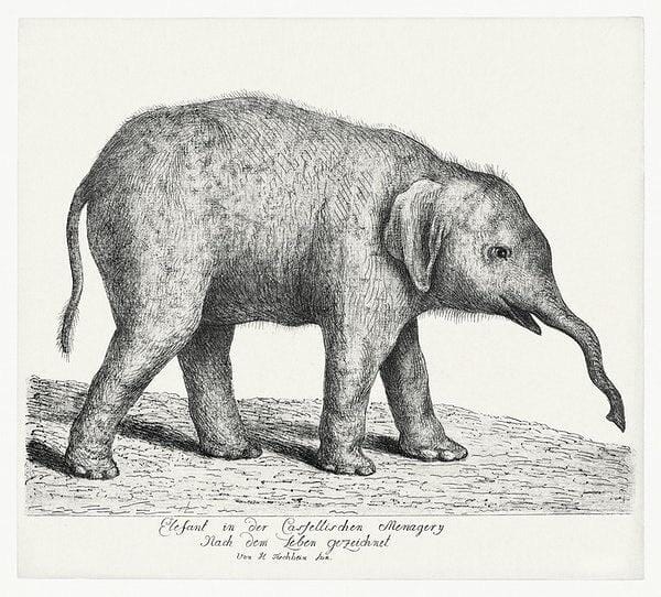 "A Young Elephant" art print (1700s) | J. H. Tischbein Posters, Prints, & Visual Artwork The Trumpet Shop   