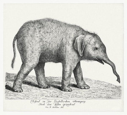 Vintage Elephant illustration print (1700s) | J. H. Tischbein