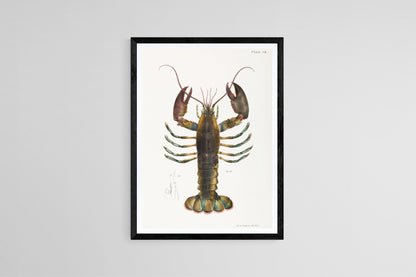 Lobster artwork (1800s) Posters, Prints, & Visual Artwork The Trumpet Shop   