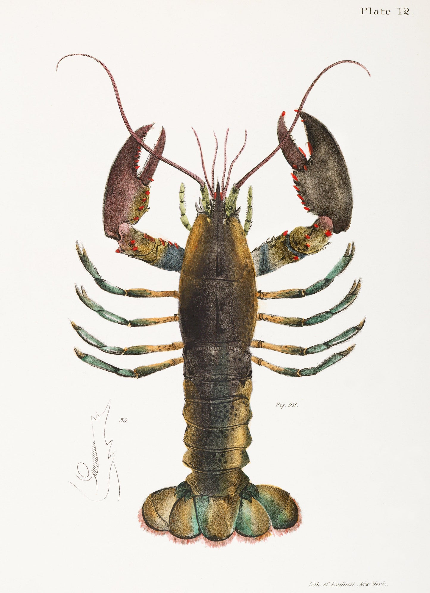 "American lobster"  (1840s) | Kitchen prints Posters, Prints, & Visual Artwork The Trumpet Shop   