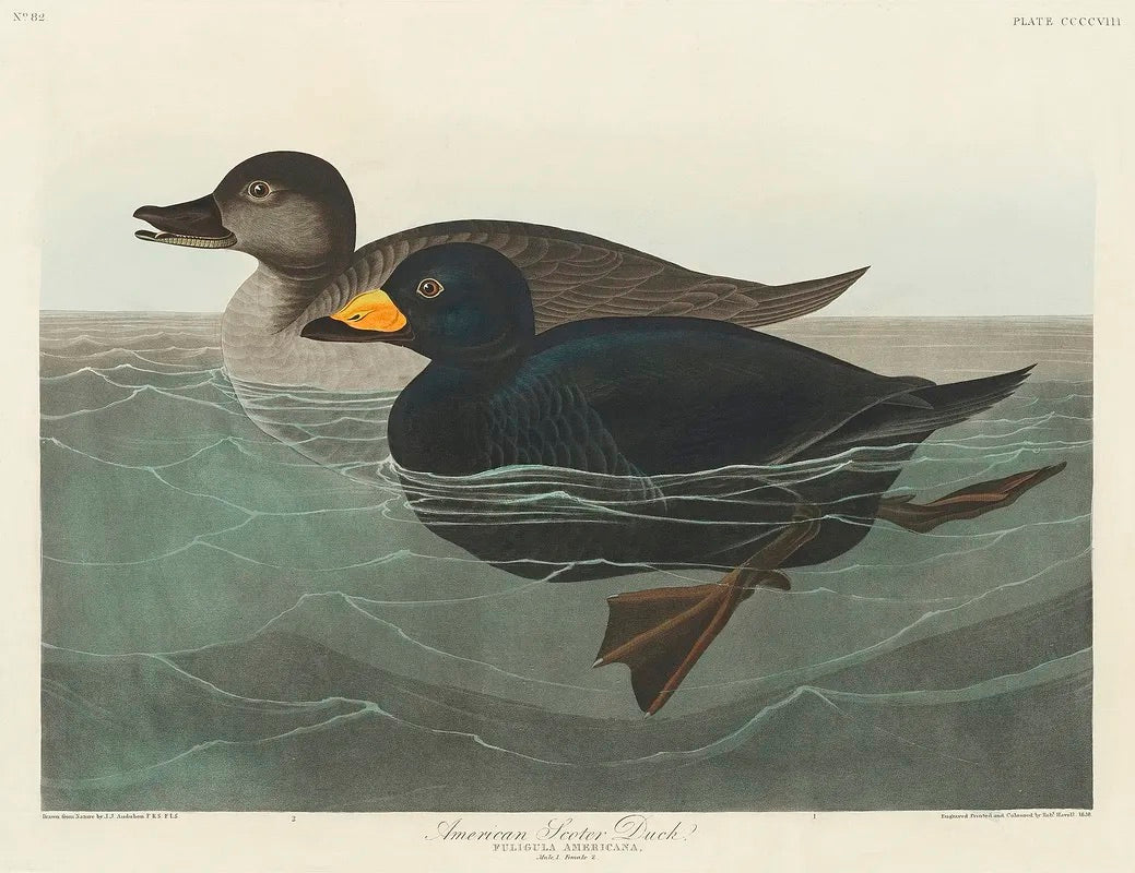"American Scoter Duck" (1827) | John James Audubon | Small bathroom wall art print Posters, Prints, & Visual Artwork The Trumpet Shop   