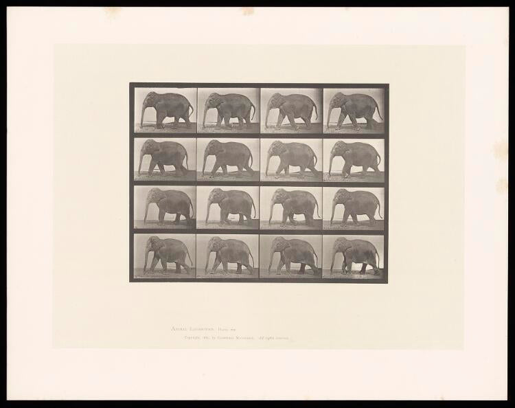 "An elephant walking" photo set (1800s) | Vintage elephant prints | E. Muybridge Posters, Prints, & Visual Artwork The Trumpet Shop   