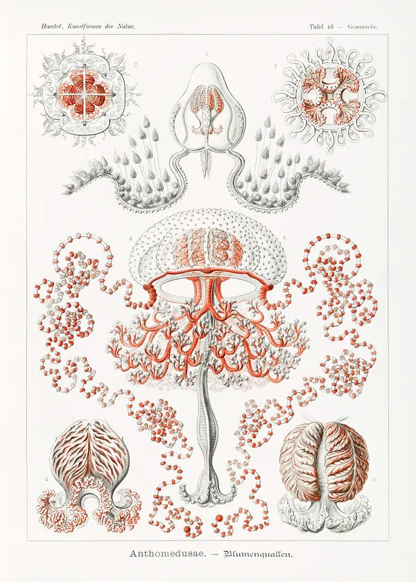 Jellyfish illustration (1900s) | Vintage bathroom prints | Ernst Haeckel Posters, Prints, & Visual Artwork The Trumpet Shop   