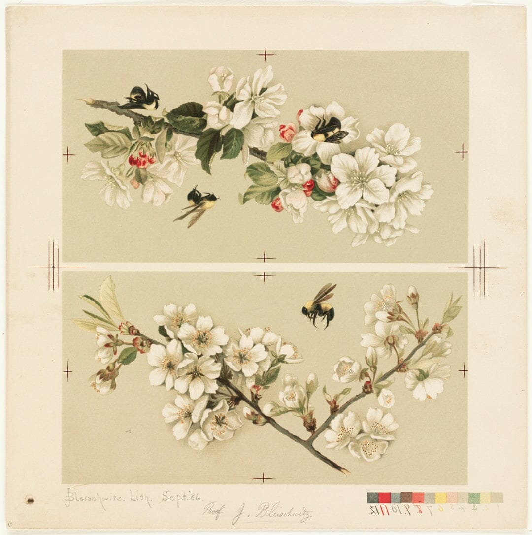 Apple and cherry blossoms with bees (1800s) | Vintage botanical prints | Olive Whitney Posters, Prints, & Visual Artwork The Trumpet Shop   