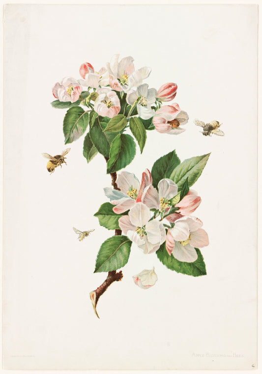 Apple blossoms and bees (1800s) | Vintage botanical prints Posters, Prints, & Visual Artwork The Trumpet Shop   
