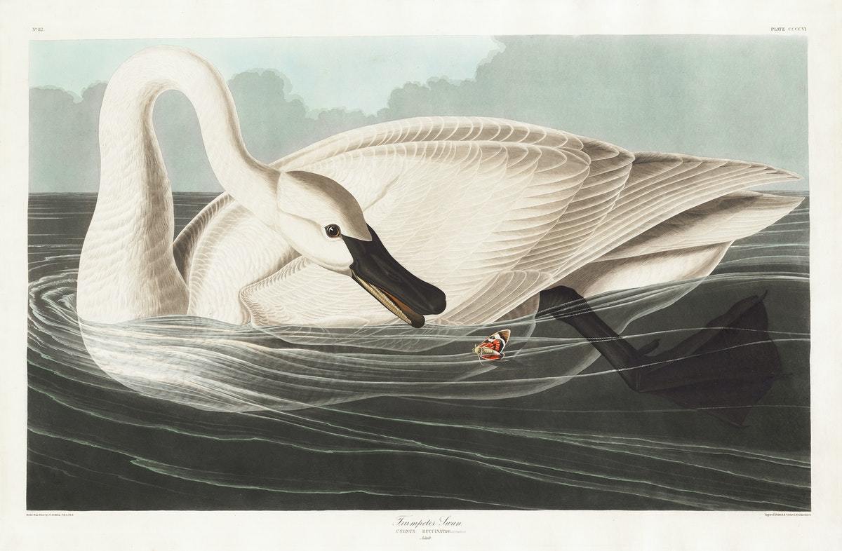 Trumpeter Swan (1800s) | John James Audubon