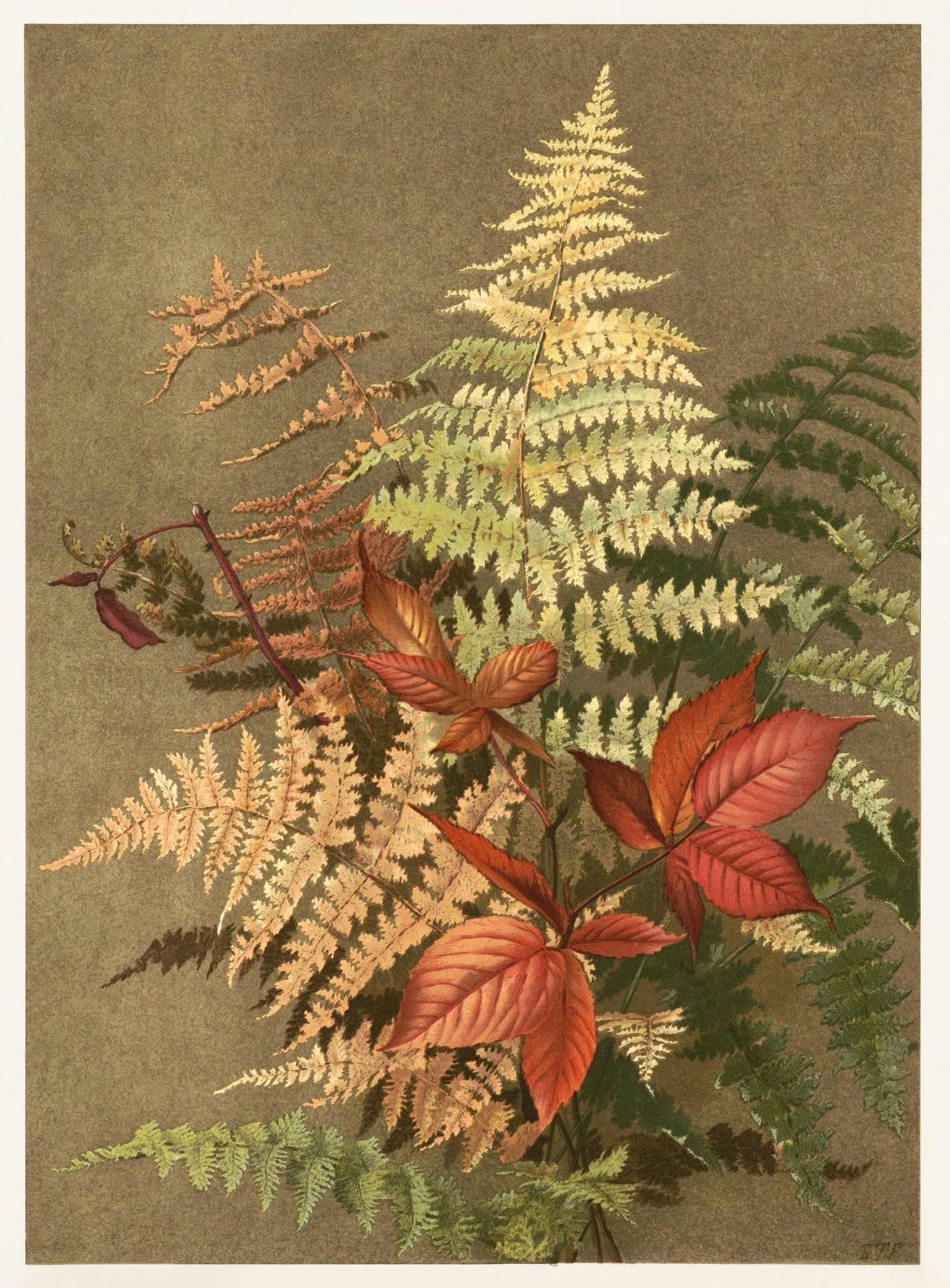 Autumn Ferns wall art print (1887) | Ellen Fisher | Autumn home decor ideas Posters, Prints, & Visual Artwork The Trumpet Shop   