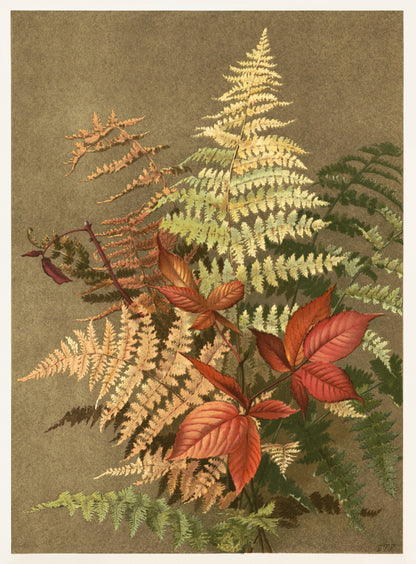 Autumn Ferns (1800s) | Lounge wall art prints | Ellen Fisher Posters, Prints, & Visual Artwork The Trumpet Shop   