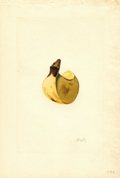 Banana (1900s) | James Marion Shull Posters, Prints, & Visual Artwork The Trumpet Shop   
