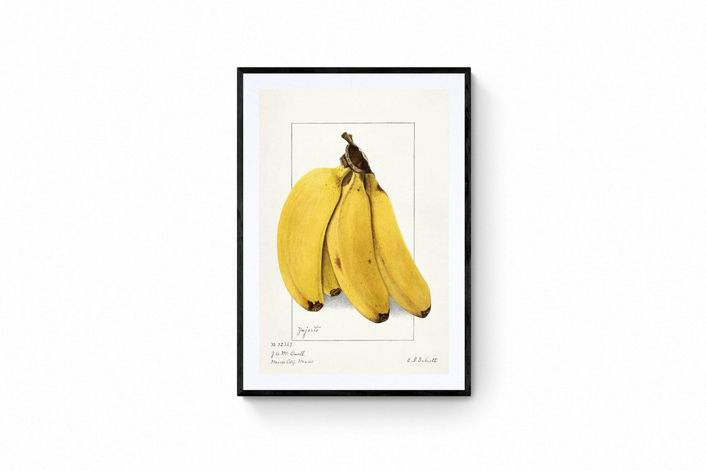 "Bananas" (1904) | Botanical prints | Kitchen art | Ellen Schutt Posters, Prints, & Visual Artwork The Trumpet Shop   