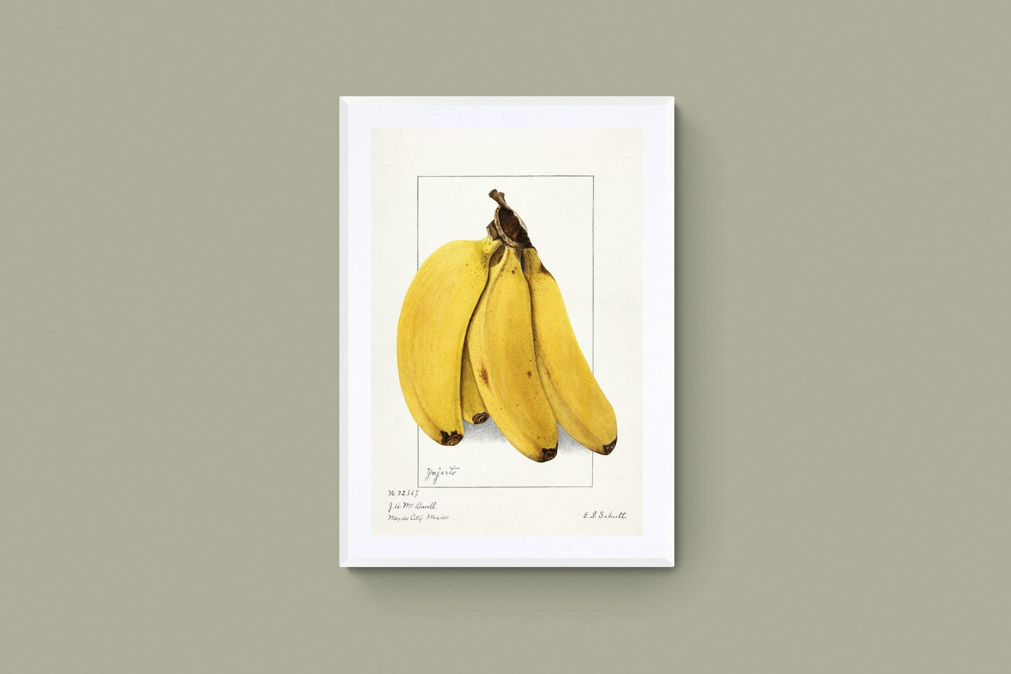 Bananas (1900s) | Ellen Schutt Posters, Prints, & Visual Artwork The Trumpet Shop   