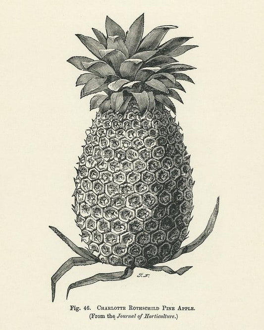 Black and white pineapple print (1890s) | Charlotte de Rothschild