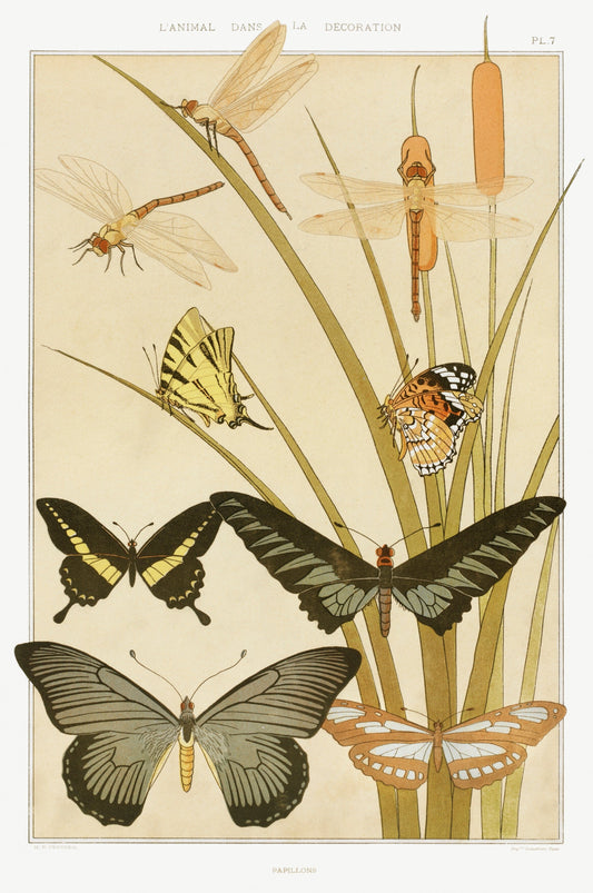 Butterfly nature print (1890s) | Lounge wall art prints | Maurice Pillard Verneuil Posters, Prints, & Visual Artwork The Trumpet Shop   