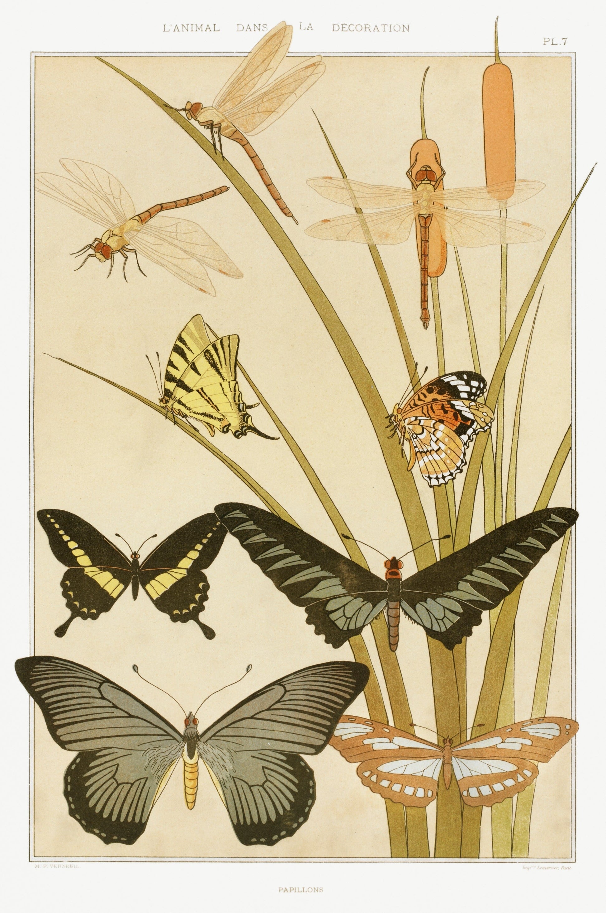 Butterfly nature (1890s) | Maurice Pillard Verneuil artwork Posters, Prints, & Visual Artwork The Trumpet Shop   