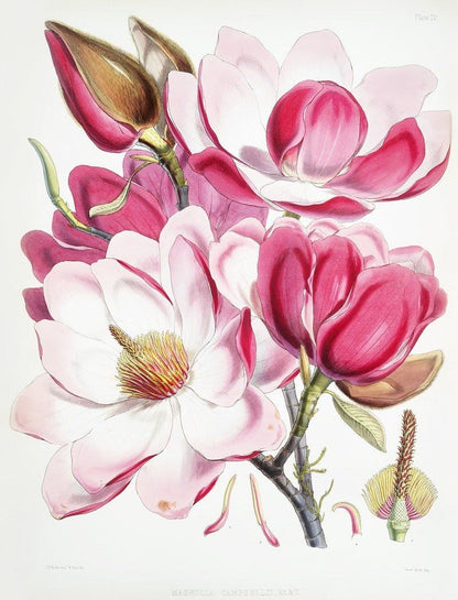 Campbell's magnolia (1855) | Vintage plant prints | W. H. Fitch Posters, Prints, & Visual Artwork The Trumpet Shop   