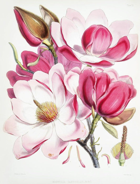 Campbell's magnolia print (1800s) | W. H. Fitch Posters, Prints, & Visual Artwork The Trumpet Shop   