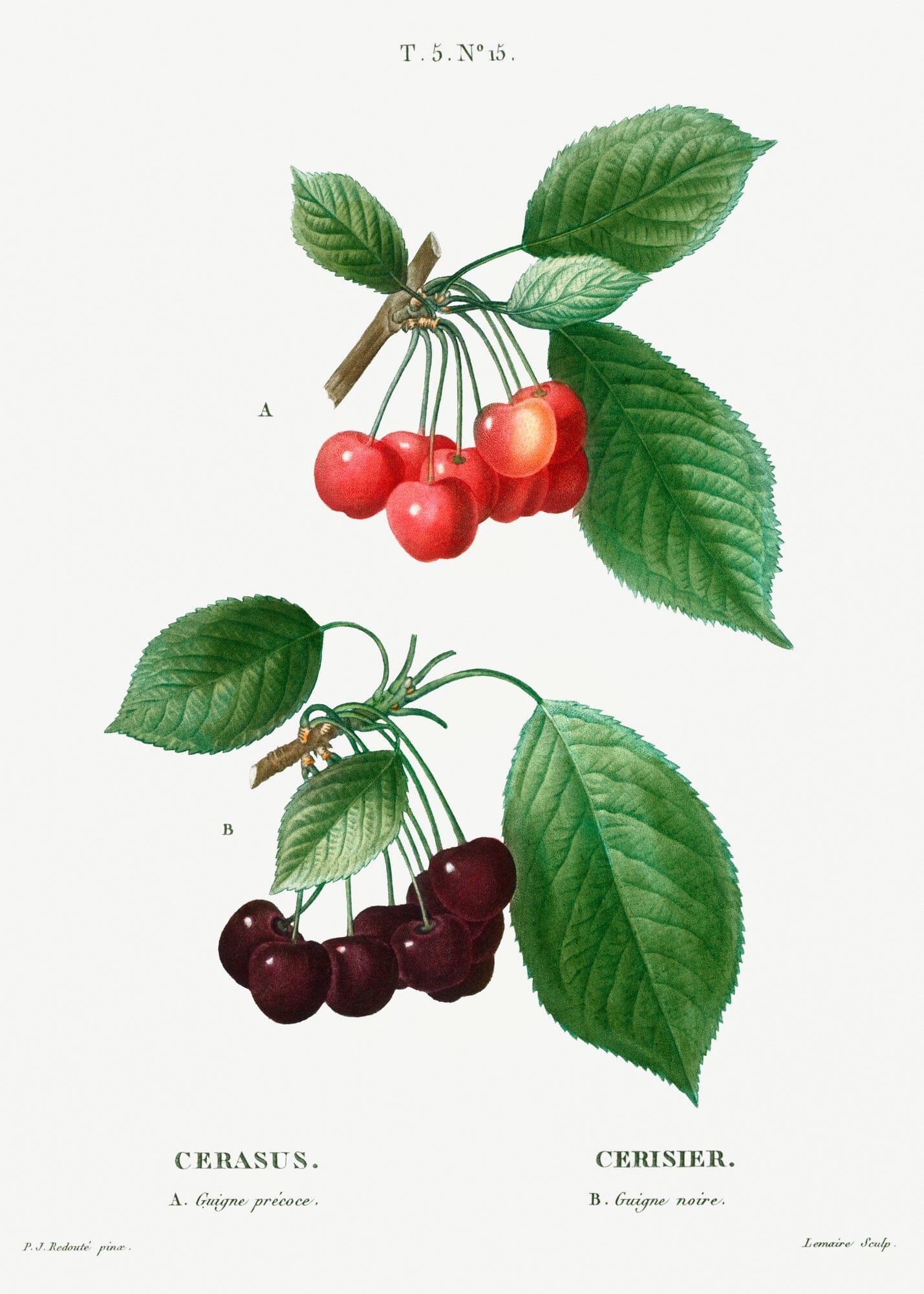 Cherry (Cerasus) (1800s) | Botanical prints | Pierre-Joseph Redouté Posters, Prints, & Visual Artwork The Trumpet Shop Vintage Prints   