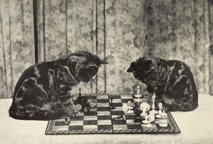 Kittens playing chess photographic artwork (1920s) | Sarah J Eddy