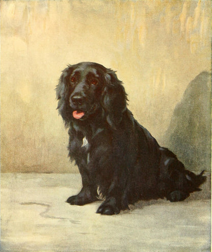 Cocker Spaniel dog artwork (1900s) | Maud Earl