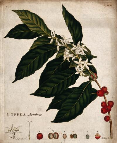 Coffee plant botanical illustration print (1700s |  J. Miller Posters, Prints, & Visual Artwork The Trumpet Shop   