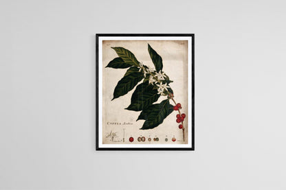 Coffee plant (1700s | Vintage coffee prints |  J. Miller Posters, Prints, & Visual Artwork The Trumpet Shop   