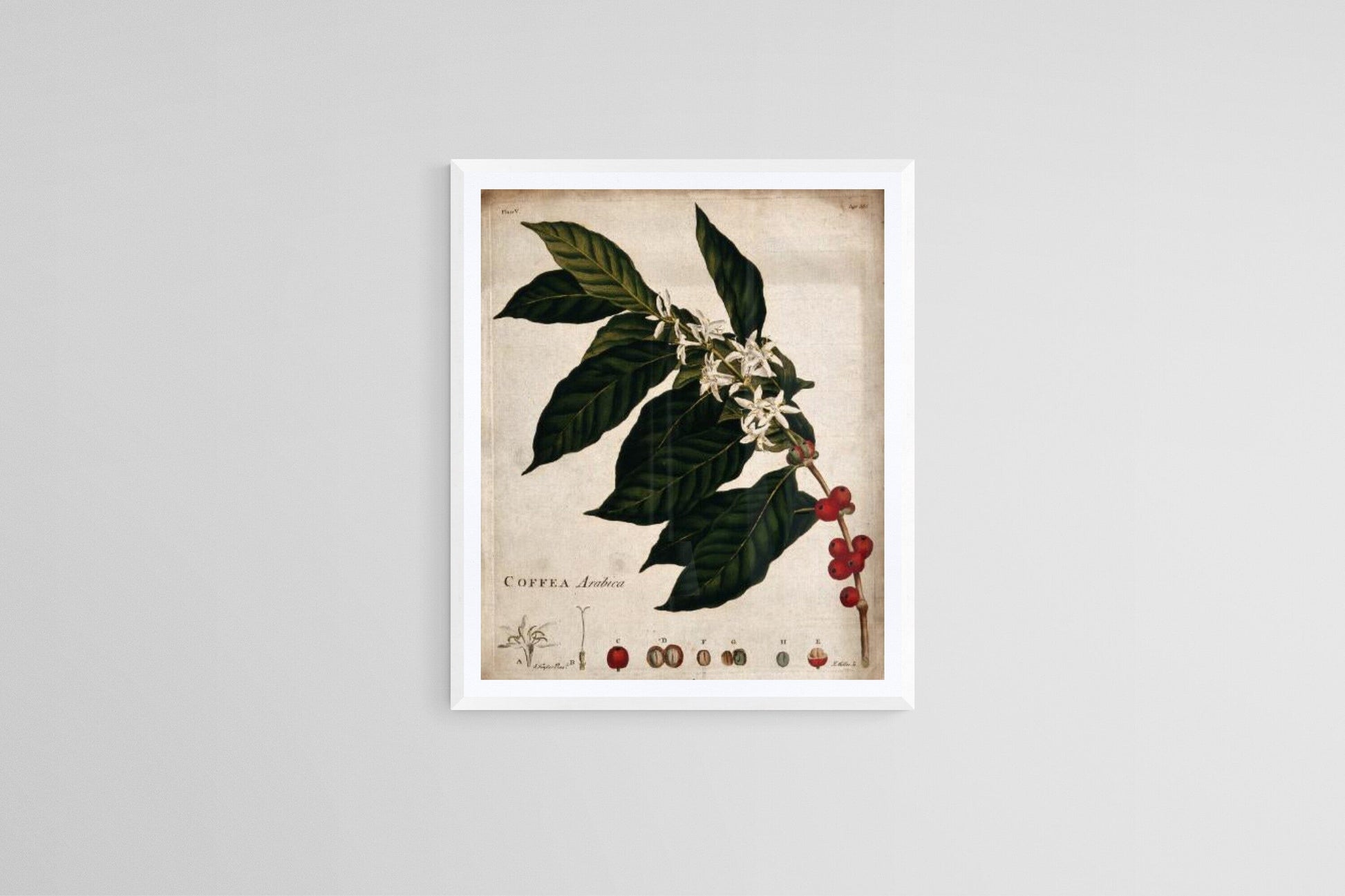 Coffee plant (c1774) | Botanical prints | Kitchen wall art |  J. Miller Posters, Prints, & Visual Artwork The Trumpet Shop   