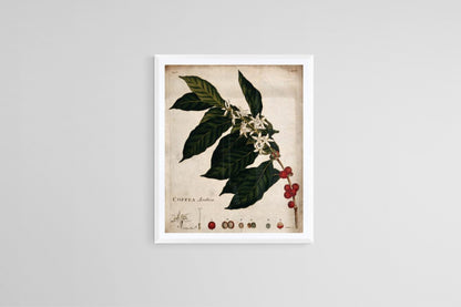 Coffee plant botanical artwork (1700s |  J. Miller Posters, Prints, & Visual Artwork The Trumpet Shop   