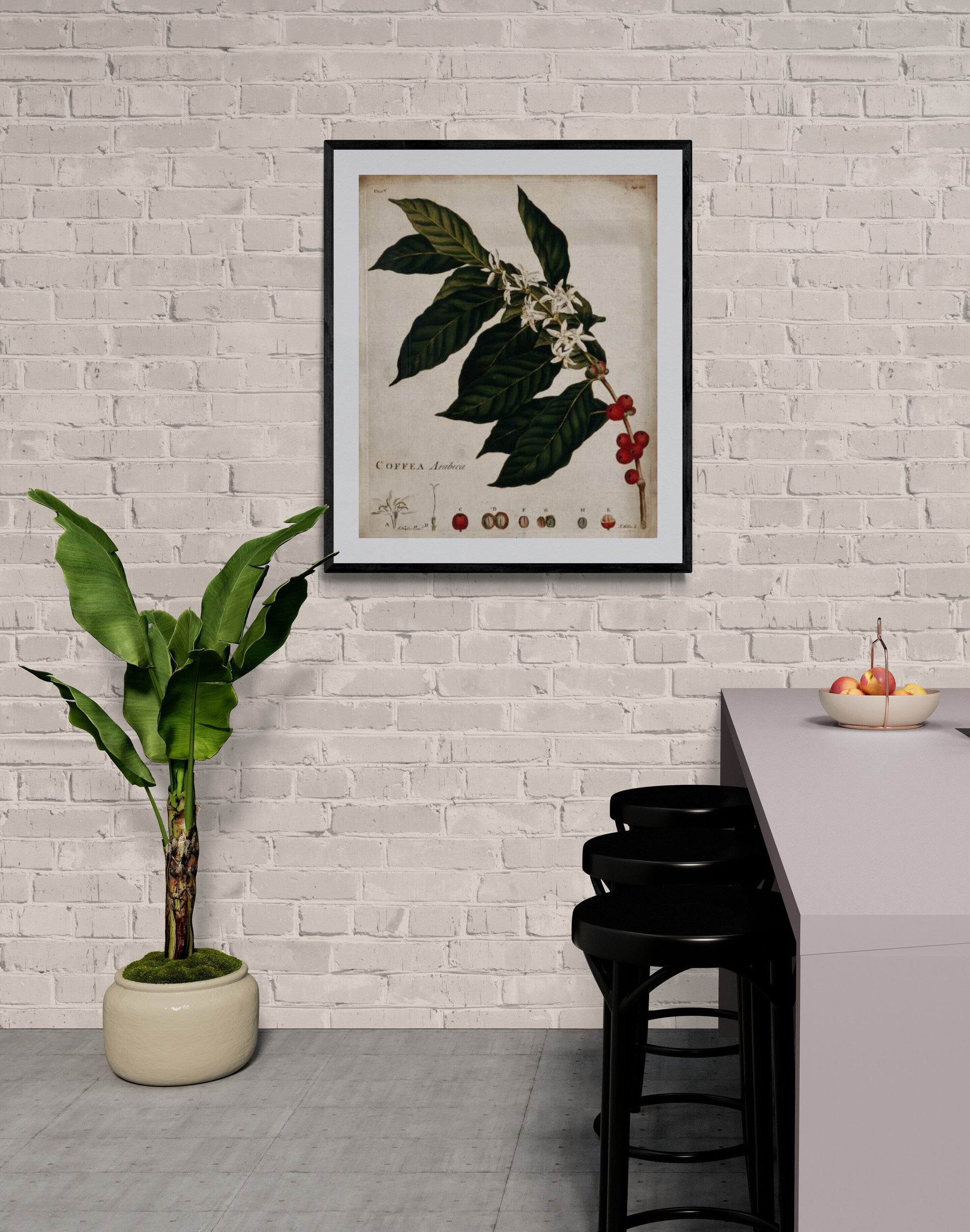 Coffee plant (c1774) | Botanical prints | Kitchen wall art |  J. Miller Posters, Prints, & Visual Artwork The Trumpet Shop   