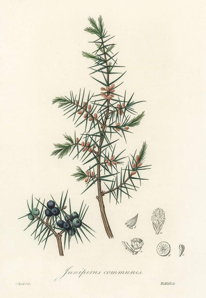 Juniper botanical illustration print (1800s)