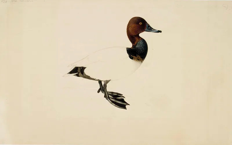 Common Pochard duck art print (1844) | Wilhelm von Wright  The Trumpet Shop   