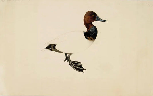 Common Pochard duck (1800s) | Vintage bird prints | Wilhelm von Wright Posters, Prints, & Visual Artwork The Trumpet Shop   