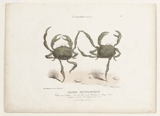 “Danse Fantastique” crabs (1800s) | Vintage kitchen prints | Henri Monnier Posters, Prints, & Visual Artwork The Trumpet Shop   
