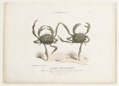 “Danse Fantastique” (1800s) | Crab artwork | Henri Monnier