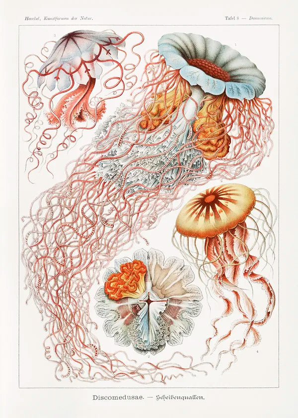 Jellyfish illustration (2) (1900s) | Vintage bathroom prints | Ernst Haeckel Posters, Prints, & Visual Artwork The Trumpet Shop   